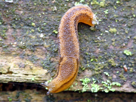 Wegschnecke, Arion