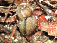 Wegschnecke, Arionidae