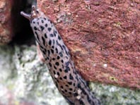 Tigerschnegel, Limax maximus