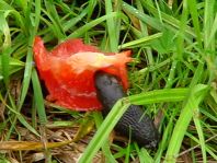 Schnecke