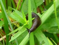 Schnecke