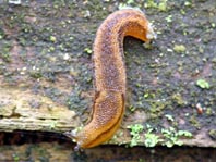 Schnecke