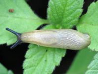 Wegschnecke