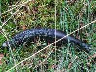 Wegschnecke