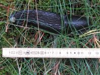 Wegschnecke