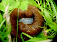 Schnecke