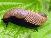 Schnecke