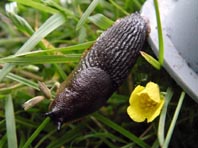 Schnecke