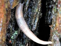 Schnecke