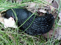 Wegschnecke