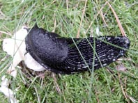 Wegschnecke