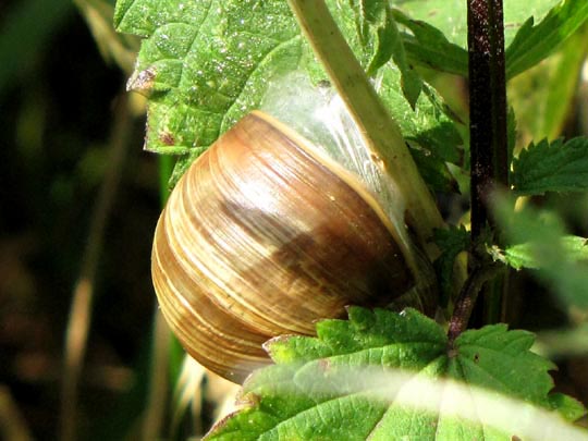 Weinbergschnecke, Helix pomatia