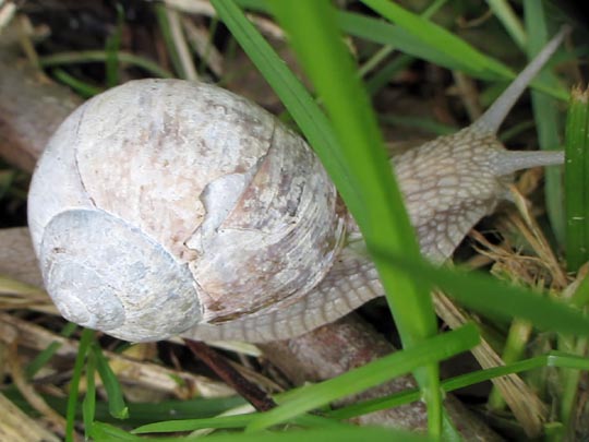 Weinbergschnecke, Helix pomatia