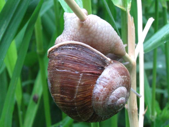Weinbergschnecke, Helix pomatia