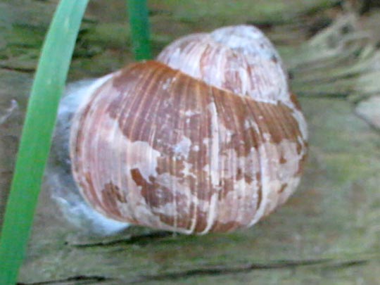 Weinbergschnecke, Helix pomatia