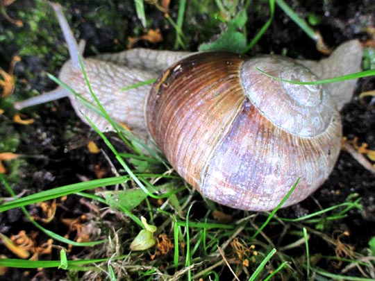 Weinbergschnecke, Helix pomatia
