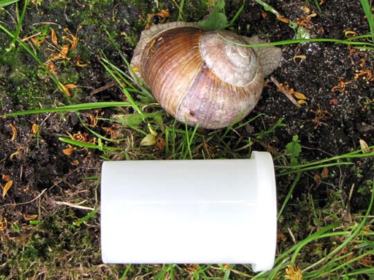 Weinbergschnecke, Helix pomatia