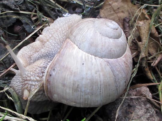 Weinbergschnecke, Helix pomatia