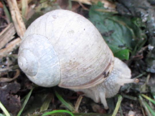 Weinbergschnecke, Helix pomatia