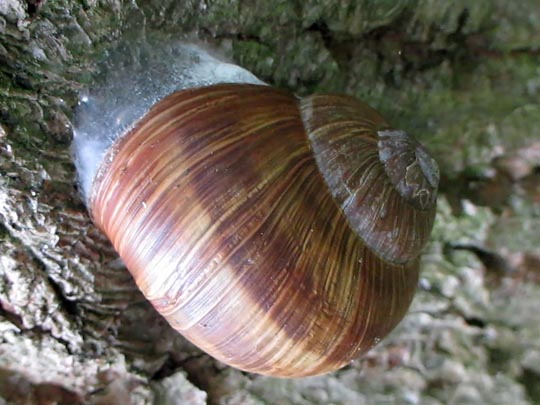 Weinbergschnecke, Helix pomatia