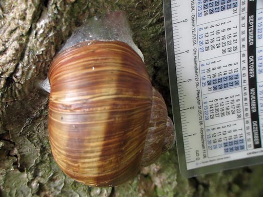 Weinbergschnecke, Helix pomatia