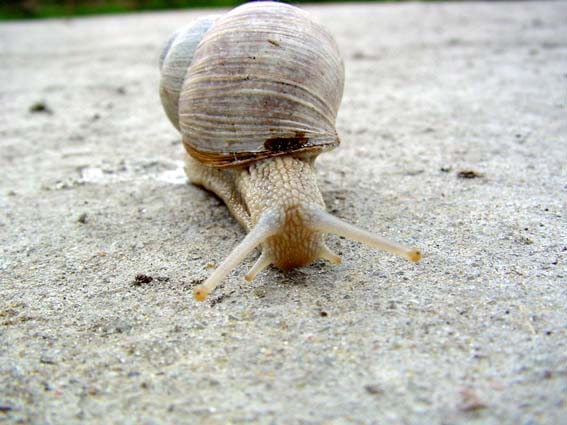 Weinbergschnecke, Helix pomatia