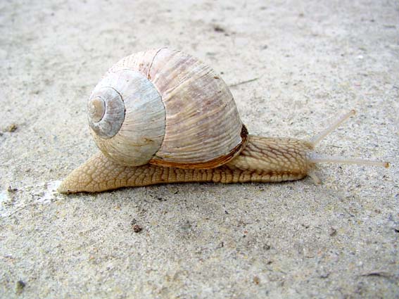 Weinbergschnecke, Helix pomatia