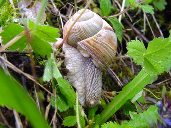 Weinbergschnecke, Helix pomatia