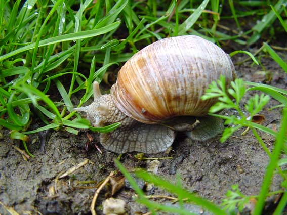 Weinbergschnecke, Helix pomatia