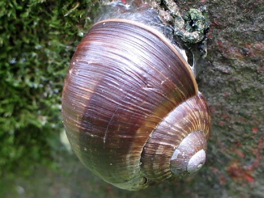 Weinbergschnecke, Helix pomatia