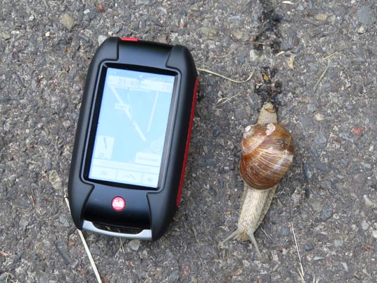 Weinbergschnecke, Helix pomatia