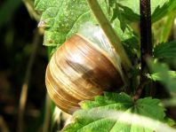 Weinbergschnecke, Helix pomatia
