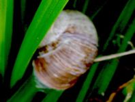 Weinbergschnecke, Helix pomatia