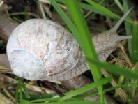Weinbergschnecke, Helix pomatia