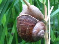 Weinbergschnecke, Helix pomatia