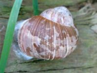 Weinbergschnecke, Helix pomatia