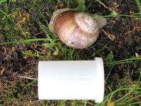Weinbergschnecke, Helix pomatia