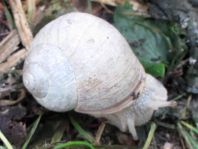 Weinbergschnecke, Helix pomatia