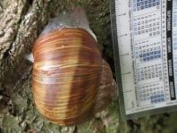 Weinbergschnecke, Helix pomatia
