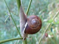 Weinbergschnecke, Helix pomatia