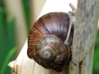 Weinbergschnecke, Helix pomatia