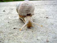Weinbergschnecke, Helix pomatia