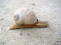 Weinbergschnecke, Helix pomatia