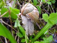 Weinbergschnecke, Helix pomatia