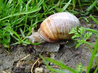Weinbergschnecke, Helix pomatia