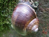 Weinbergschnecke, Helix pomatia