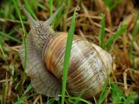 Weinbergschnecke, Helix pomatia