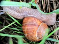 Weinbergschnecke, Helix pomatia