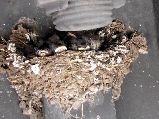 Rauchschwalbe, Hirundo rustica
