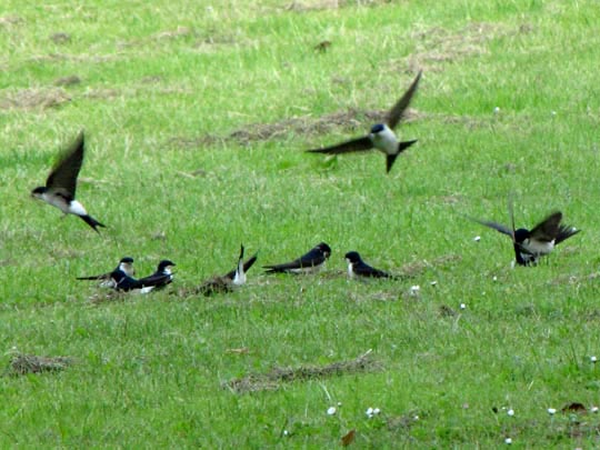 Rauchschwalbe, Hirundo rustica